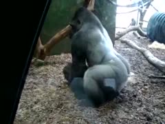 People observing gorillas engaging in extreme beastiality